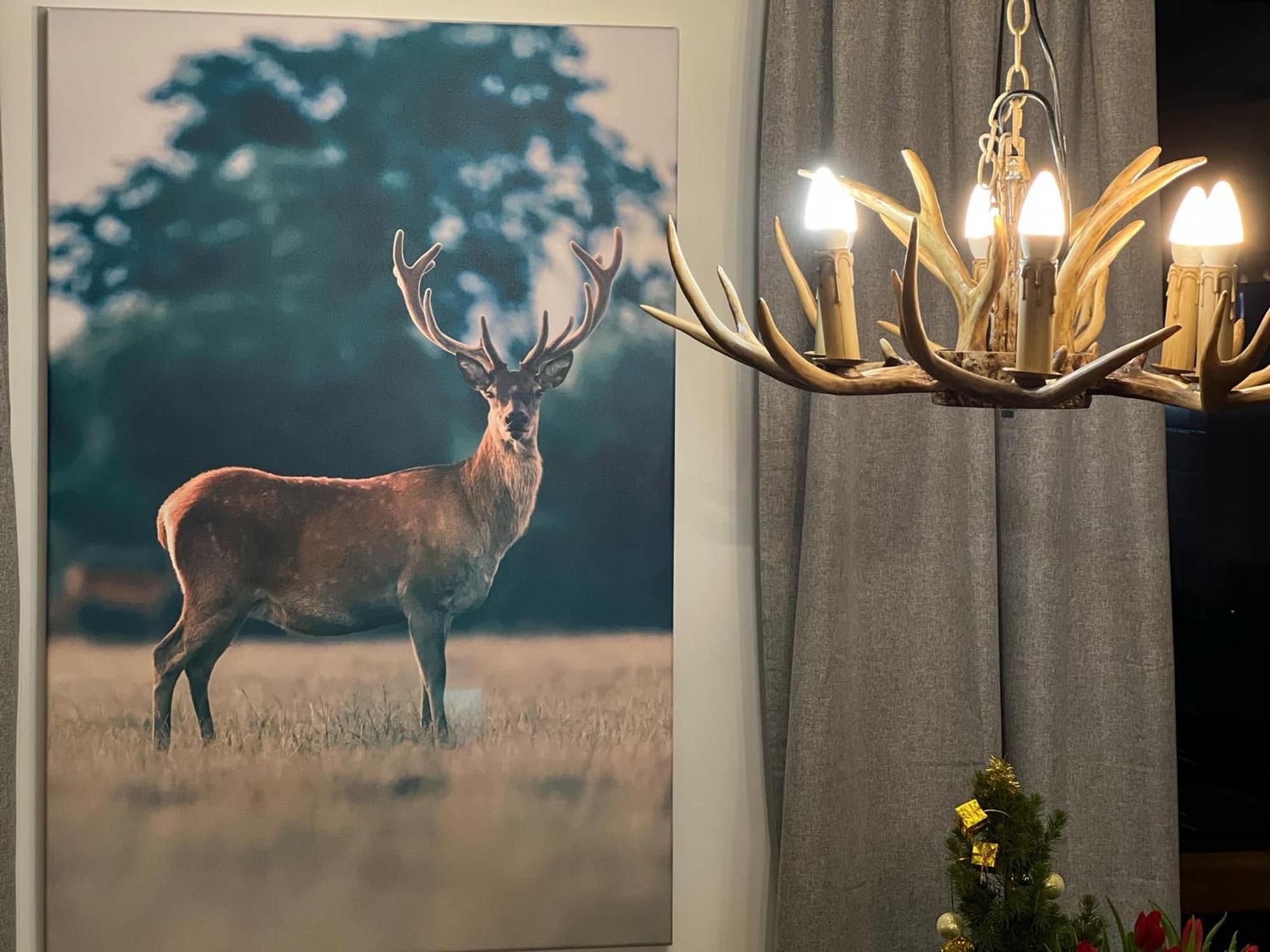 Apartament Dziki Rogacz Szczawnica Exteriér fotografie